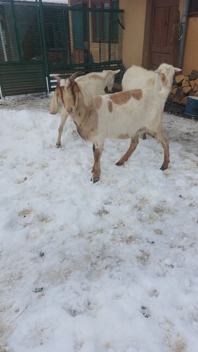 Capre de boer şi Capre de saneen