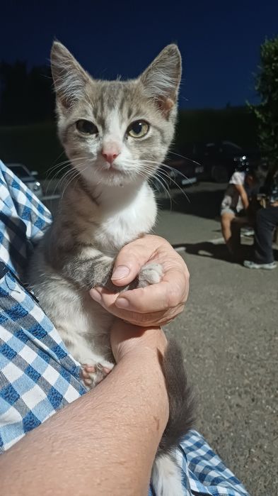Котенок ищет дом