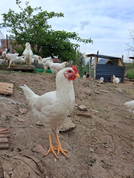 Vând Cocoși tineri