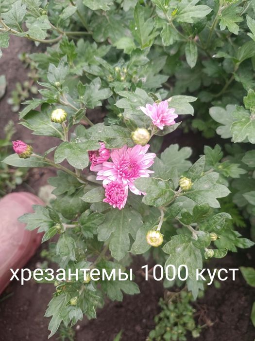 Продам флоксы разный