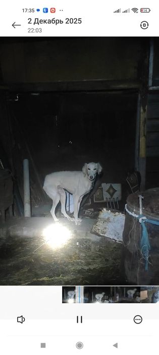 Тазы сатылады ..