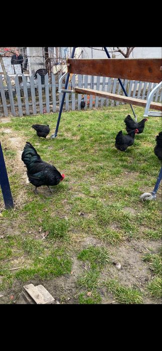 Oua australorp ,marans,motata olandeza si araucana pentru incubat