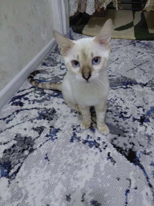 Бенгальский котенок 200$