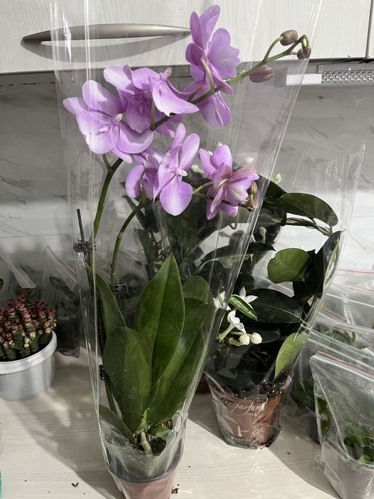 Комнатные растения