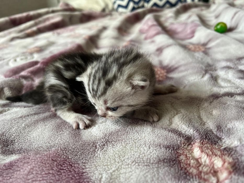 Котята шотландские