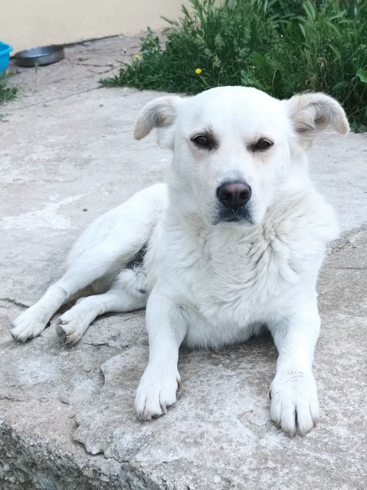 Подарява се куче