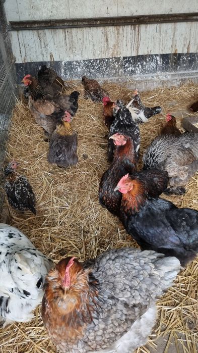 Oua de incubat de la toate găinile din poză