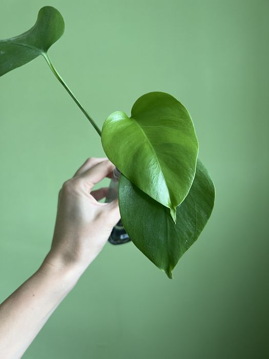 Черенок Монстеры