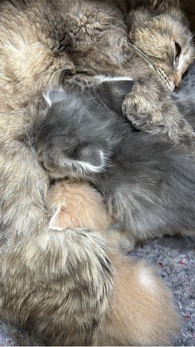 Вислоухие котята