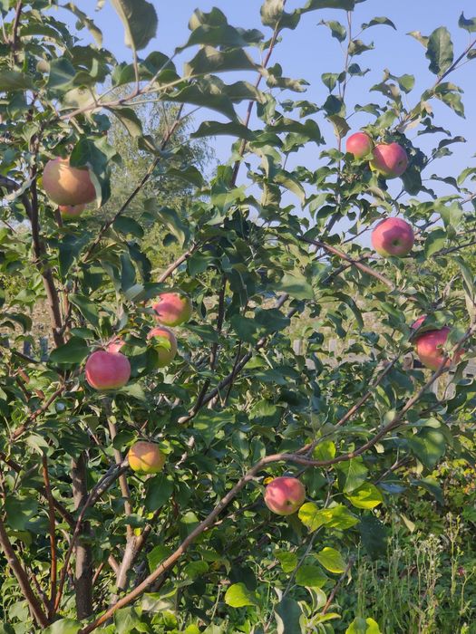 Продам дачу в обществе дружба