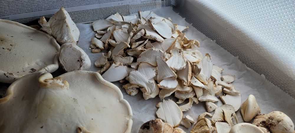Văcălie de mesteacăn proaspătă – Iasca mesteacănului – Piptoporus betulinus