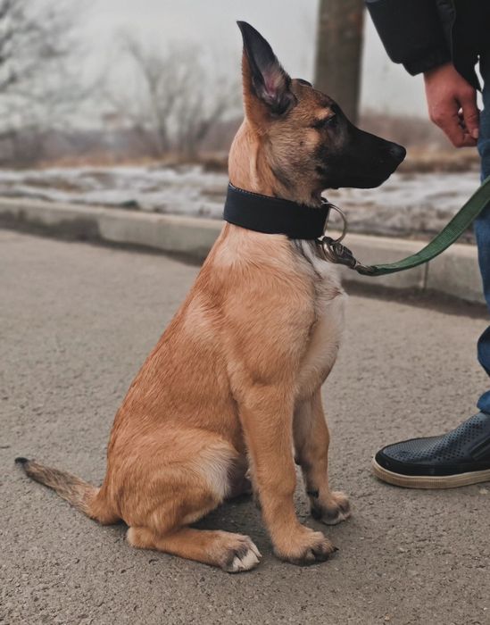 Щенок Малинуа 4 месяца