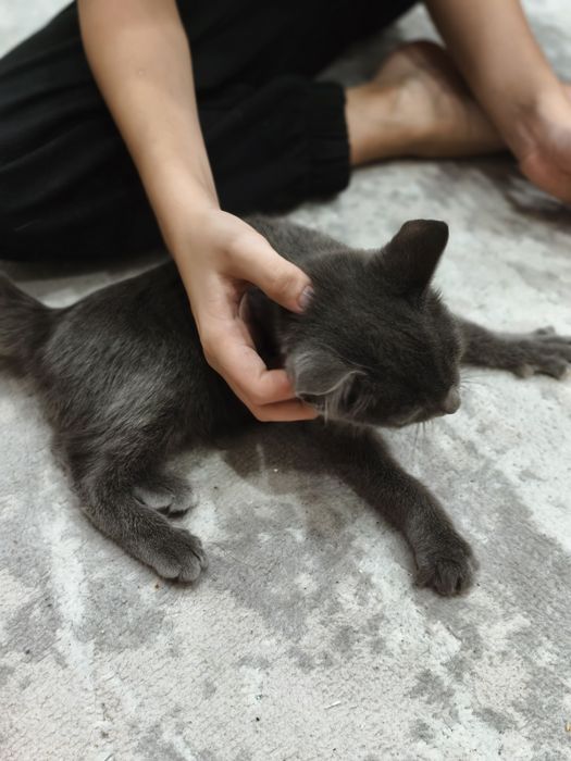 Отдам котенка в добрые руки