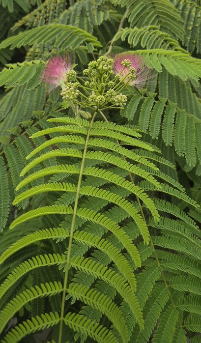 Альбиция  -Ленкоранская.