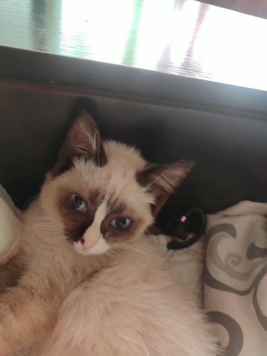 Котенок в хорошие руки
