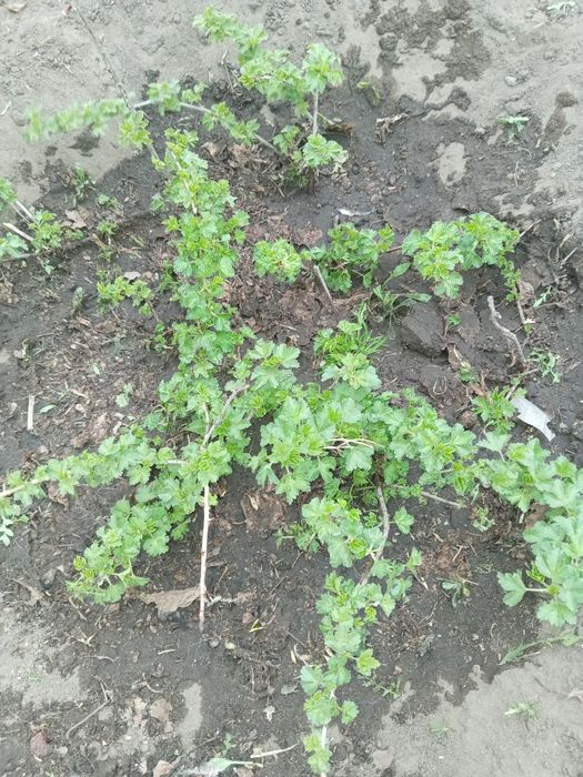 Крыжовник, Малина, Смородина