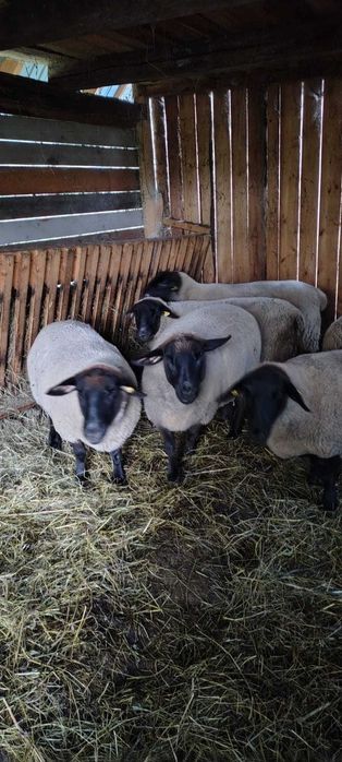 Oi Suffolk de vanzare