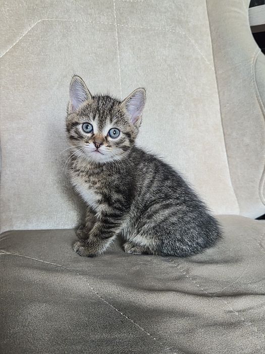 Котенок в добрые руки