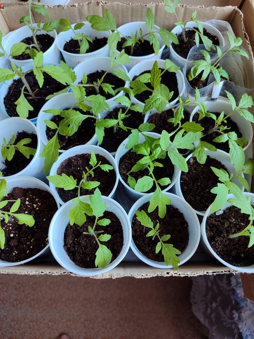 Продам излишки рассады