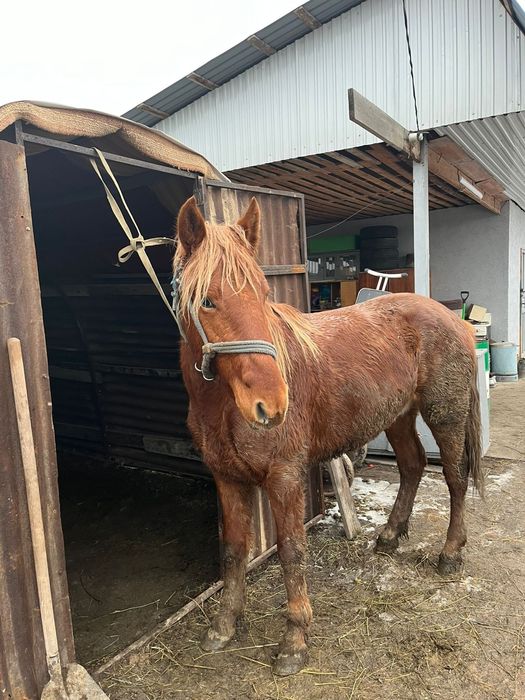 Донен шыгар сатылады семиз