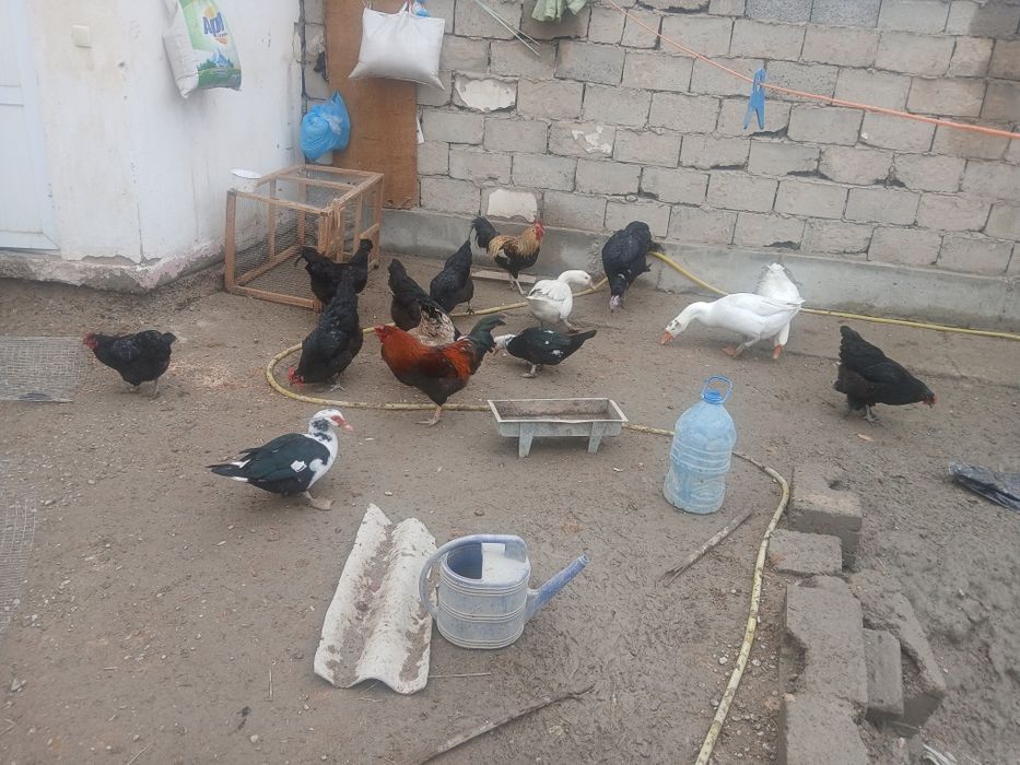 Qora honaki tovug'lar sotiladi tuxum tug'adi