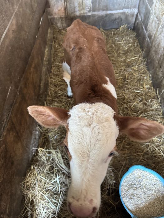 Tauras baltat de vanzare