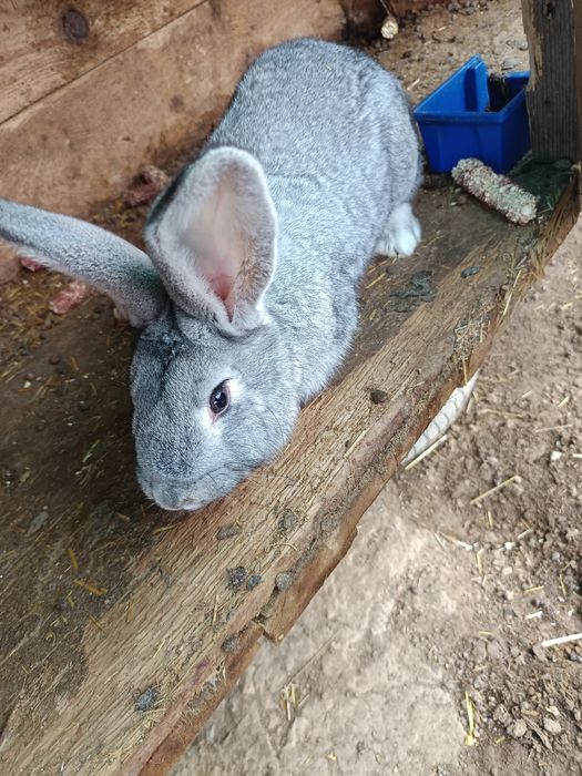 Iepurii de vanzare 80 lei buc