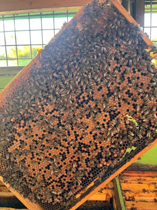 Vând Vagon Apicol Înmatriculat cu 37 de lăzi + 8 familii de albine