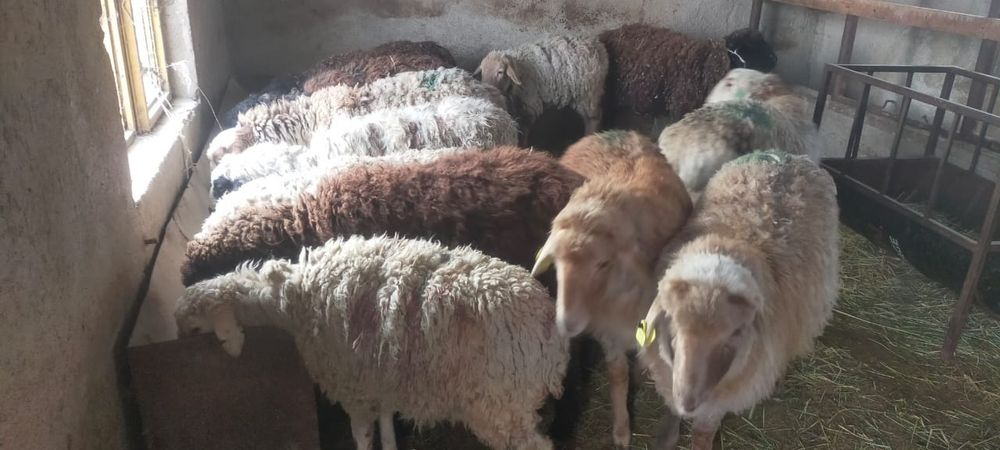 Продам баран откорм цена 85 тысяч