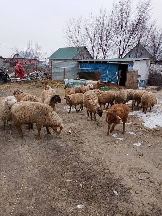 Семиз Токтылар сатылады