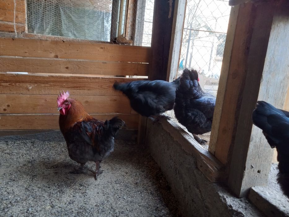 Găini și cocos italiana perlata, marans , găini pitice