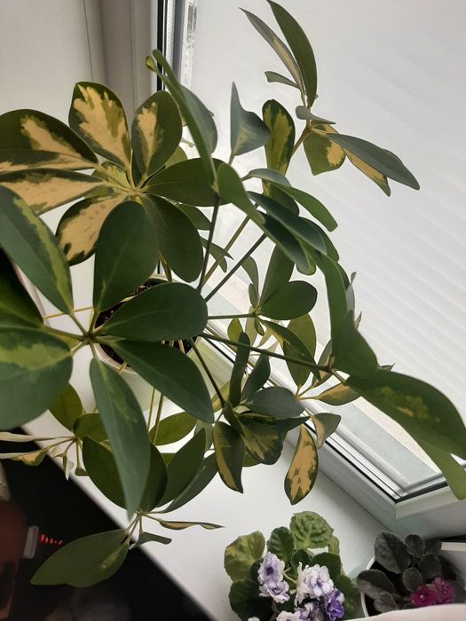 Продам цветок Шефлера