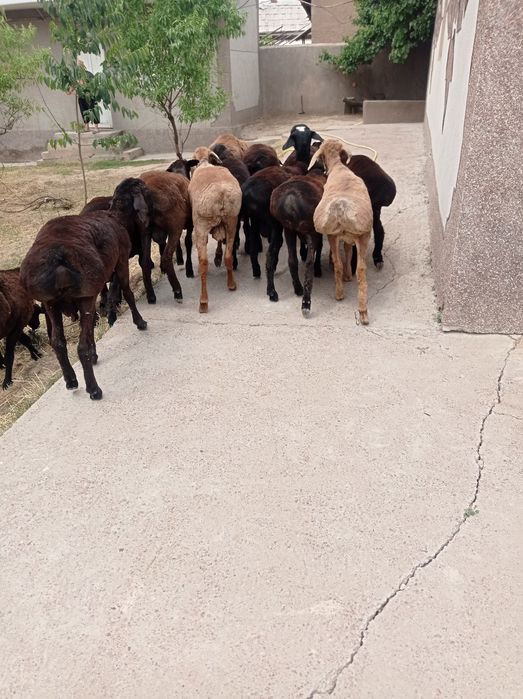 Qoʻchqorlar keldi Qirgʻizistondan