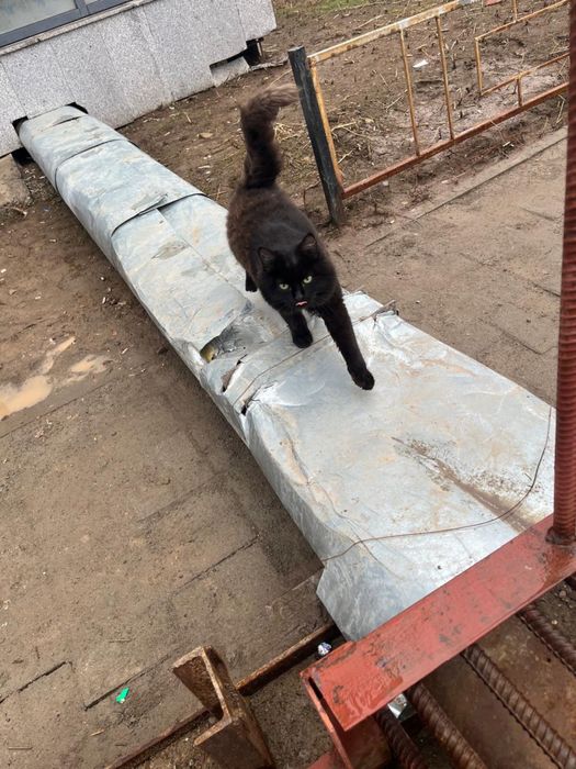 Кошечка в хорошие руки