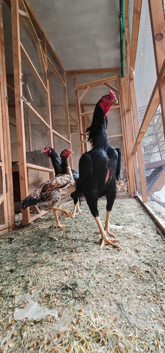 Продается чистокровный петух породы Шамо с курами