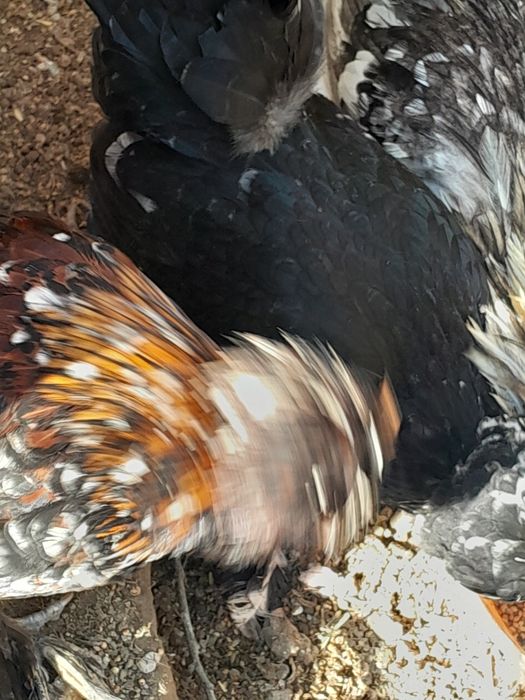 Карес товук ва хурозчала  сотилади