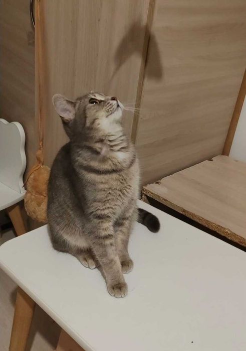 Милая кошечка ищет дом