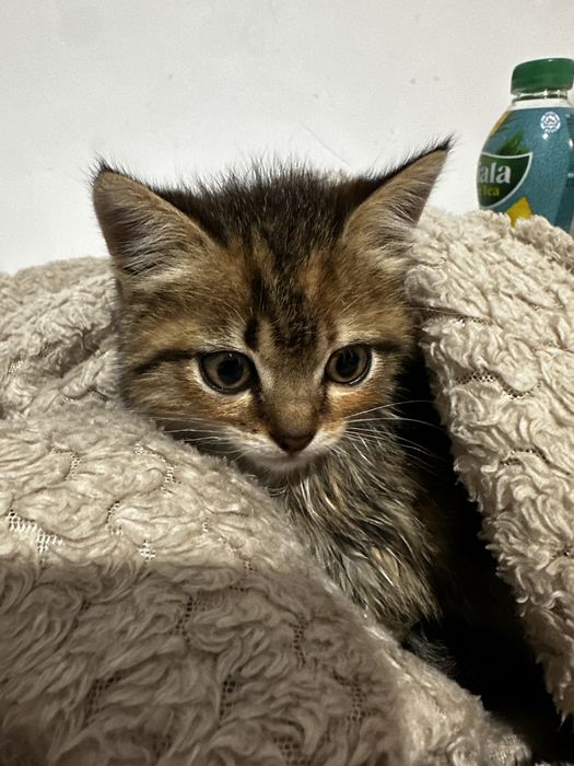 Котят мальчик отдам хорошие руки