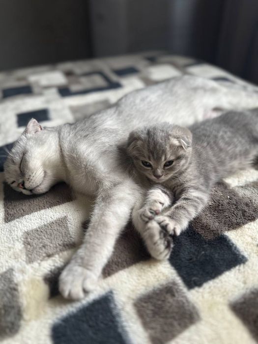 Прадаётся кошка маму тоже продадим очень умная