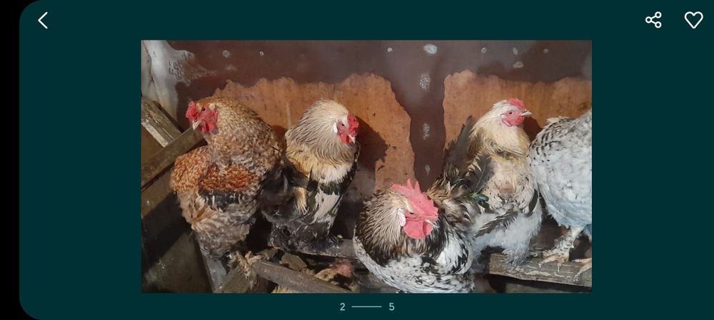 Продам домашних петухов