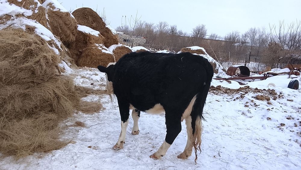 Продам карову пишите звоните на WhatsApp