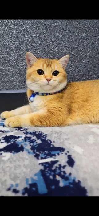 Кошка золотая шиншила, 1,5 года