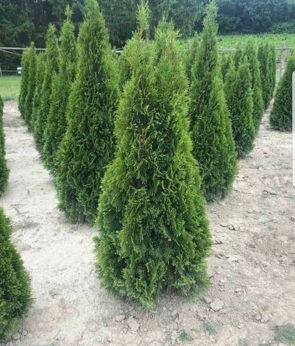 Plante care rezista la ghiveci % tuia smarald, columna, pon pom, tei