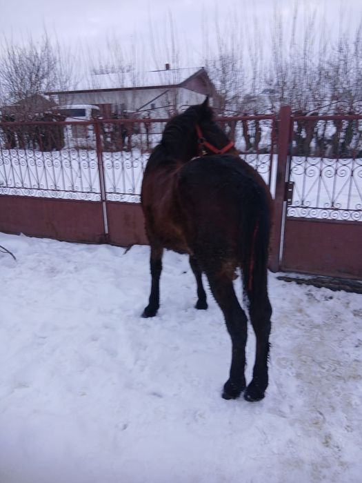 De Vânzare mânz de 9 luni o făcut în 31 ianuarie merge pe 10 luni