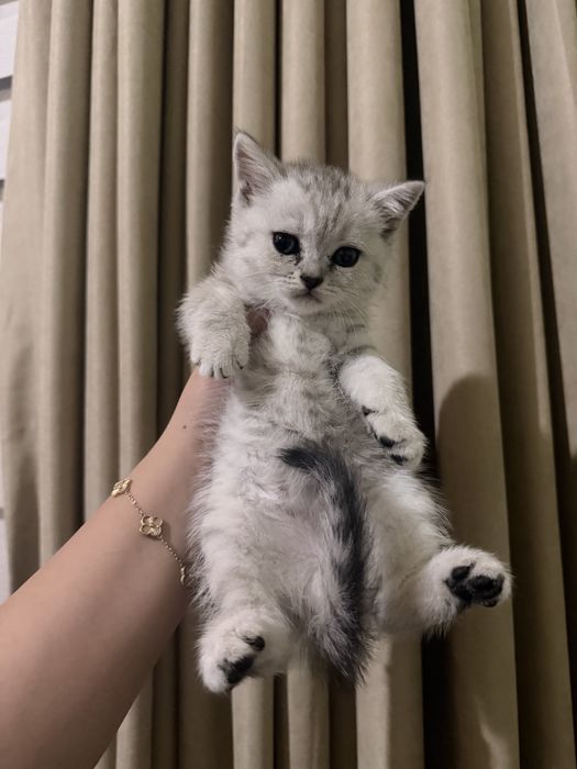 Serebristiy shinshilla mushular sotiladi / серебристый котята сотилади