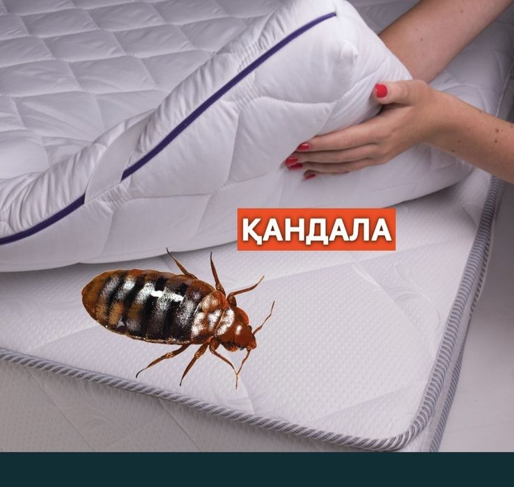 Дезинфекция от клопов Семей
