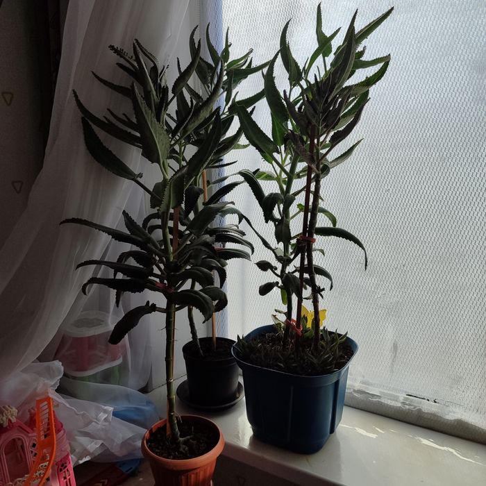 Каланхоэ дегремона