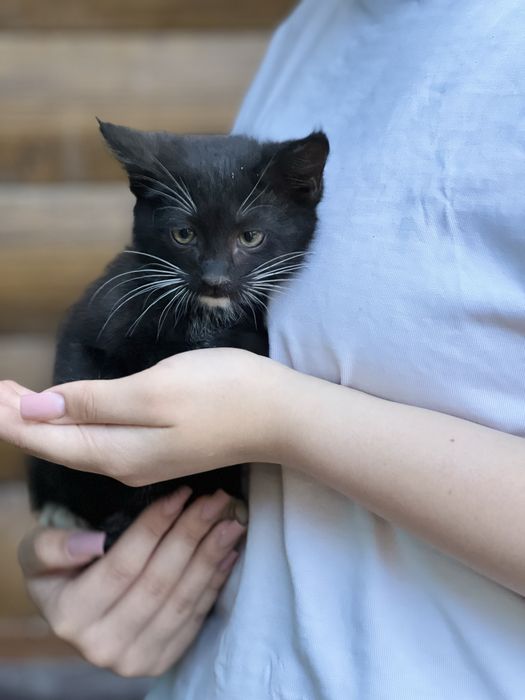 Продам котят в добрые руки !