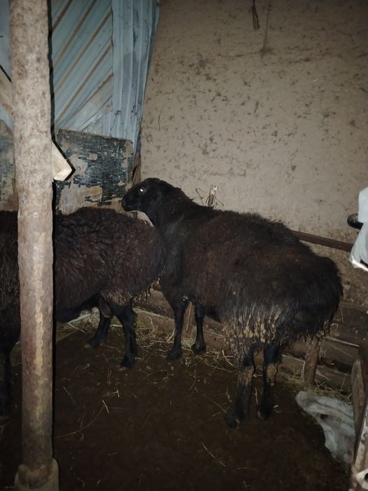 Қошқар Гисары.     .