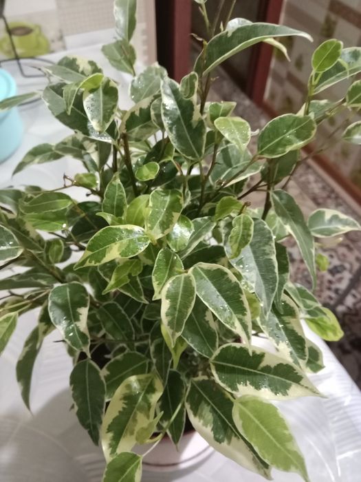 Фикус Бенджамин сорт Кинки